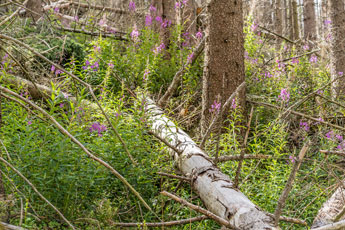 Nationalpark Harz. Weidenröschen