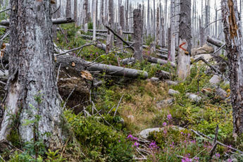 Nationalpark Harz. Ein Wanderpfad 