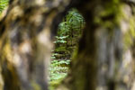 Nationalpark Harz. Ilse