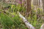 Nationalpark Harz. Weidenröschen