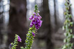 Nationalpark Harz. Waldglöckchen