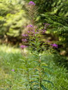 Nationalpark Harz. Weidenröschen