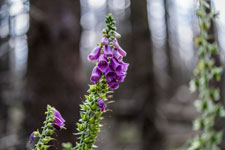 Nationalpark Harz. Waldglöckchen