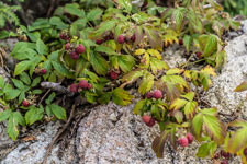 Nationalpark Harz. Himbeere
