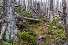Nationalpark Harz. Ein Wanderpfad 