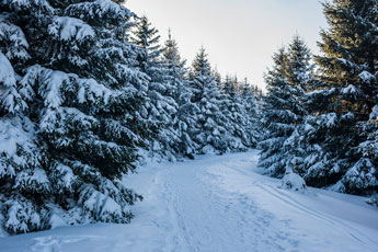 Nationalpark Harz. Zum Brocken