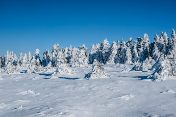 Nationalpark Harz. Zum Brocken
