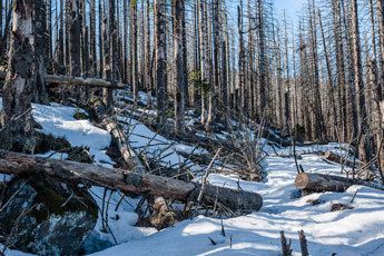 Nationalpark Harz. Abgestorbener Wald