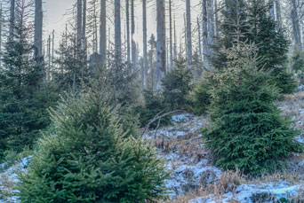 Nationalpark Harz. Ilsenburg-Brocken. Zum Brocken