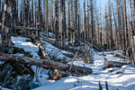 Nationalpark Harz. Abgestorbener Wald