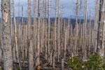 Nationalpark Harz. Ilsenburg-Brocken. Zum Brocken