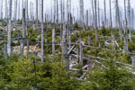 Nationalpark Harz. Ilsenburg-Brocken. Nachwachsender Bestand