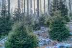 Nationalpark Harz. Ilsenburg-Brocken. Zum Brocken