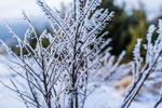 Nationalpark Harz. Vereiste Strauch