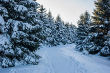 Nationalpark Harz. Zum Brocken