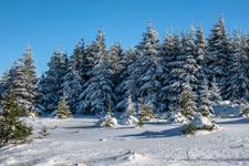 Nationalpark Harz. Zum Brocken
