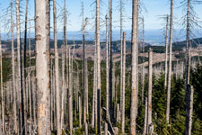 Nationalpark Harz. Abgestorbener Wald