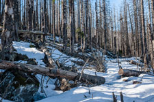 Nationalpark Harz. Abgestorbener Wald