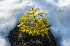 Nationalpark Harz. Kleine Fichte