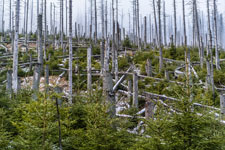 Nationalpark Harz. Ilsenburg-Brocken. Nachwachsender Bestand