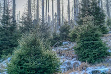 Nationalpark Harz. Ilsenburg-Brocken. Zum Brocken