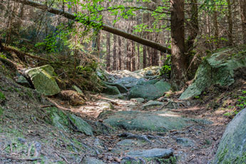 Nationalpark Harz. Steiniger Weg