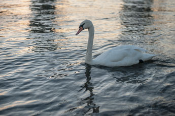 Deutzer Hafen. Ein Schwan