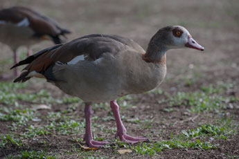 Köln. Rheinpark. Nilgans