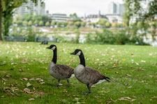Köln. Rheinpark. Kanadagänse
