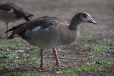 Köln. Rheinpark. Nilgans