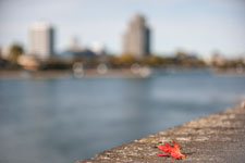 Herbstbote