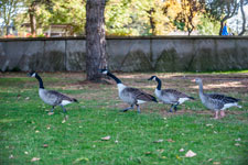Köln. Rheinpark. Ein Fremder
