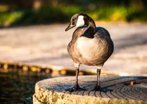 Köln. Rheinpark. Eine Gans