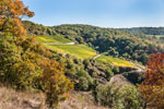 Weinberge
