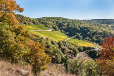 Weinberge