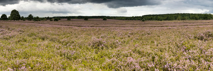 Lüneburger Heide. Eine blühende Heidefläche