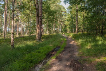 Lüneburger Heide. Ein Weg