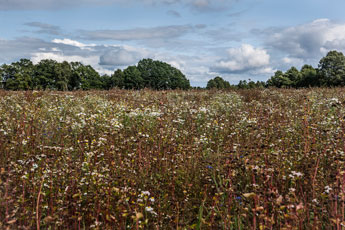 Lüneburger Heide. Kamillen