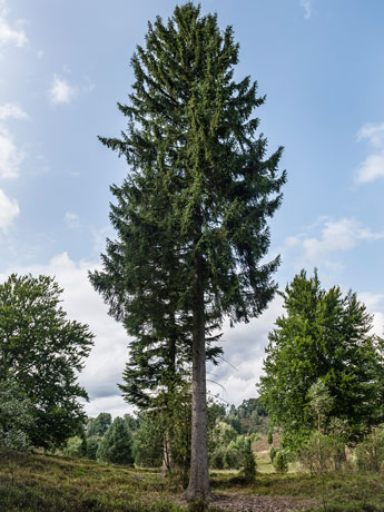 Lüneburger Heide. Ein Kiefer