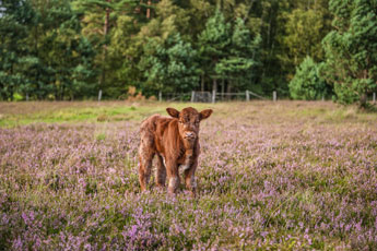 Lüneburger Heide. Ein Kalb