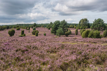 Lüneburger Heide. Eine Heidefläche