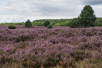 Lüneburger Heide
