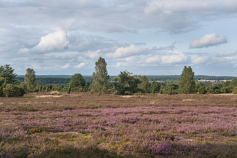Lüneburger Heide