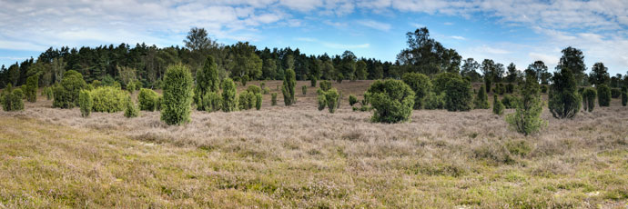 Wacholderheide