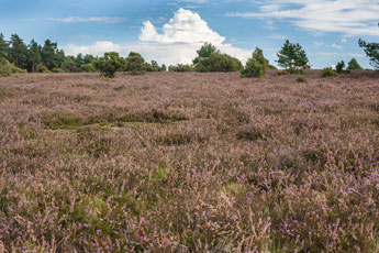 Wacholderheide. Besenheide