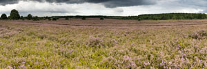 Lüneburger Heide. Eine blühende Heidefläche