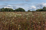 Lüneburger Heide. Kamillen