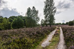Lüneburger Heide. Sandweg