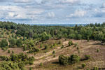 Lüneburger Heide. Totengrund