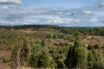 Lüneburger Heide. Totengrund